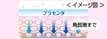 お肌が潤うだけじゃない!全身白肌ボディ