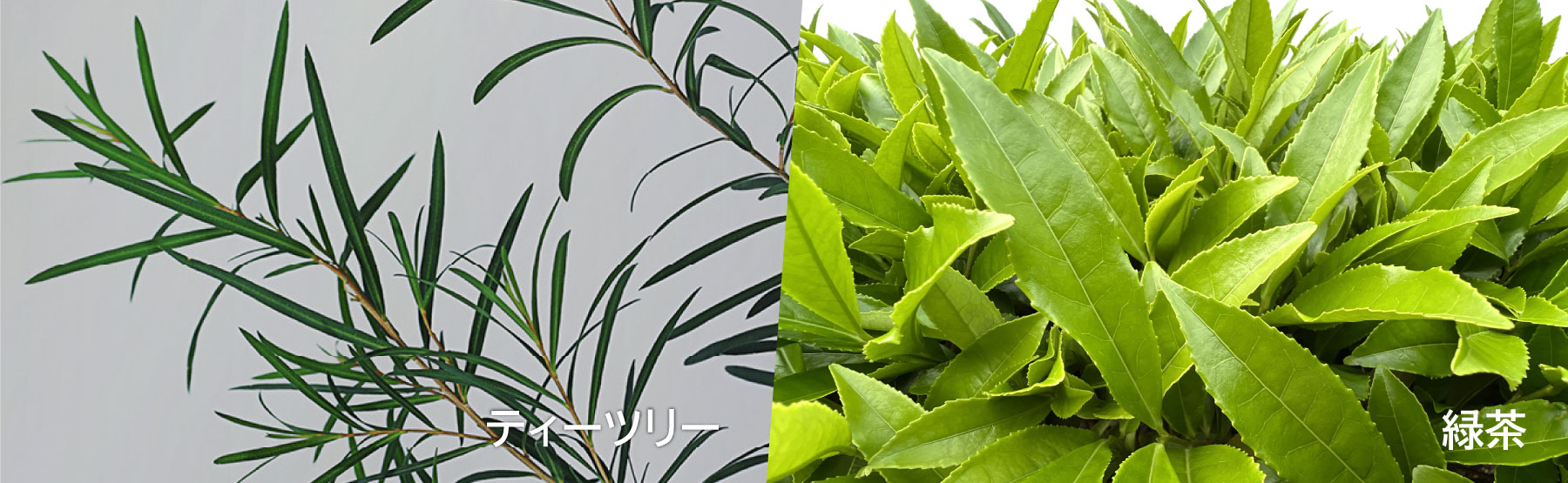 ティーツリー / 緑茶